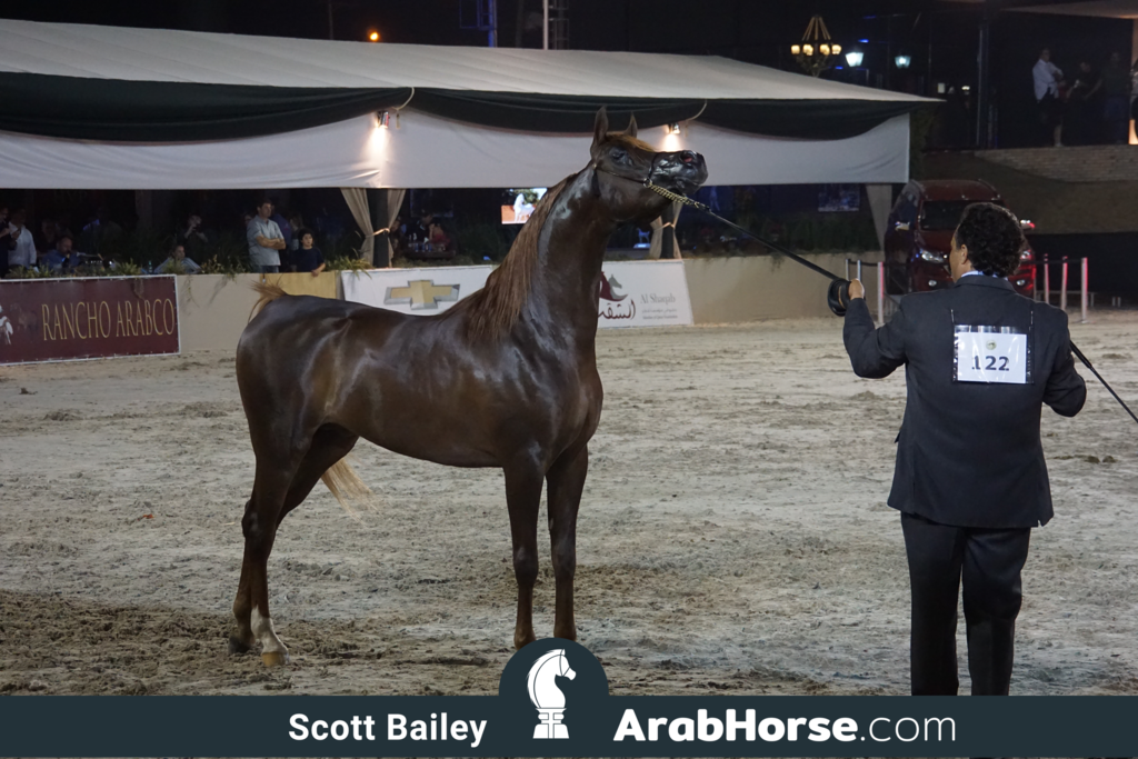 The 2018 Brazilian National Horse Show