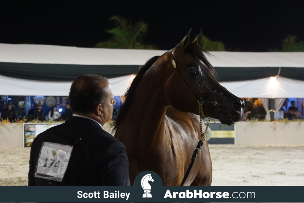 The 2018 Brazilian National Horse Show