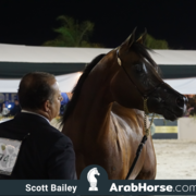 The 2018 Brazilian National Horse Show