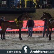 The 2018 Brazilian National Horse Show