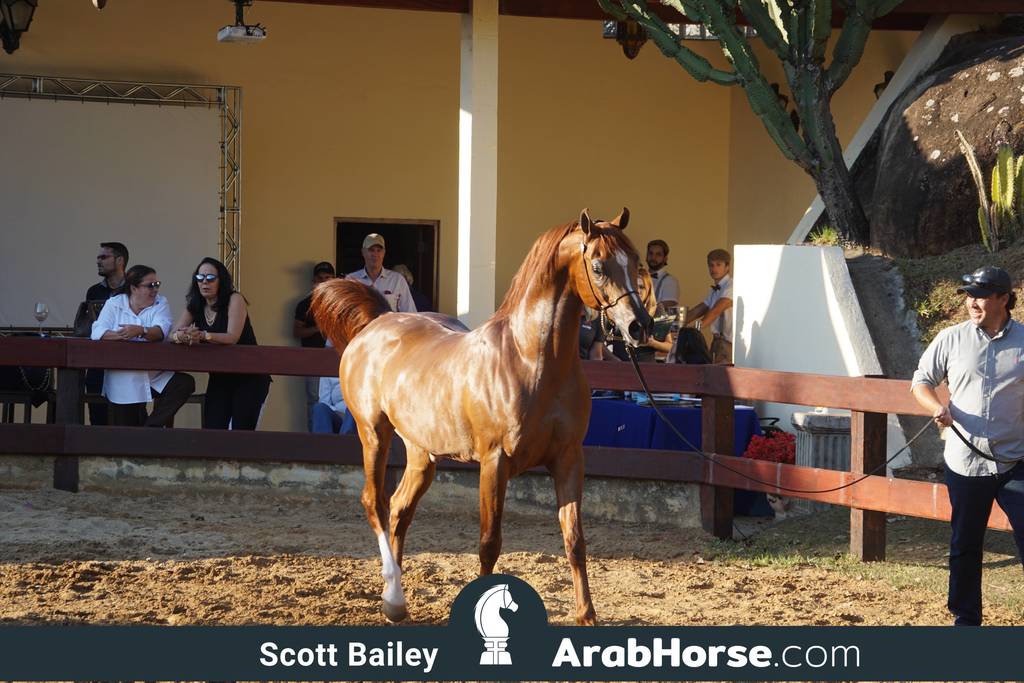 Haras Cruzeiro Open House 2018 Brazil 