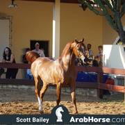 Haras Cruzeiro Open House 2018 Brazil 