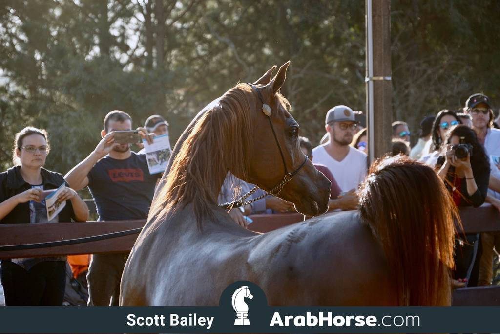 Haras Cruzeiro Open House 2018 Brazil 