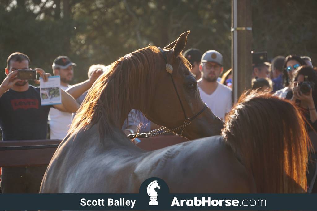 Haras Cruzeiro Open House 2018 Brazil 
