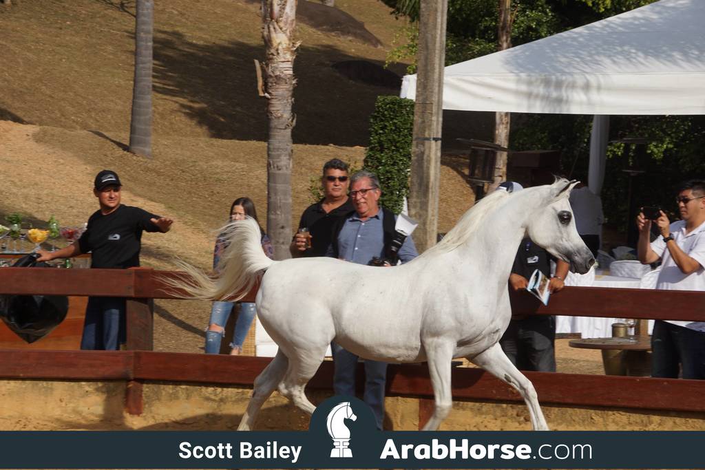 Haras Cruzeiro Open House 2018 Brazil 