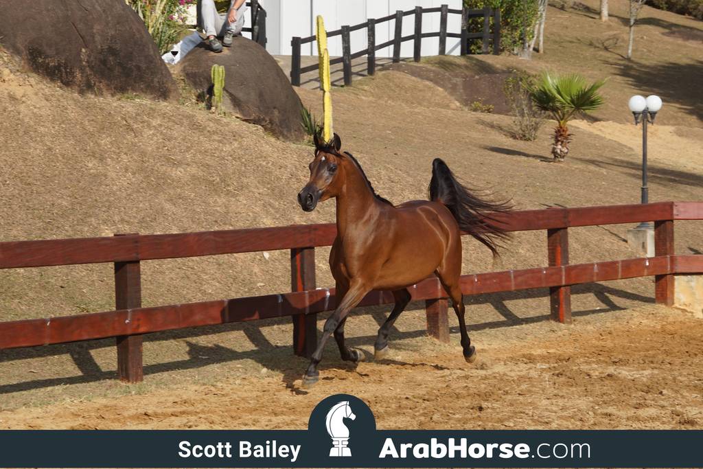 Haras Cruzeiro Open House 2018 Brazil 