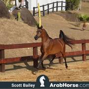 Haras Cruzeiro Open House 2018 Brazil 