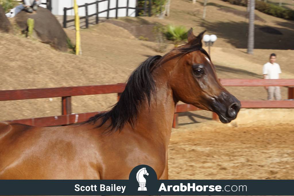 Haras Cruzeiro Open House 2018 Brazil 