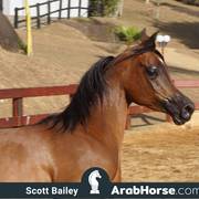 Haras Cruzeiro Open House 2018 Brazil 
