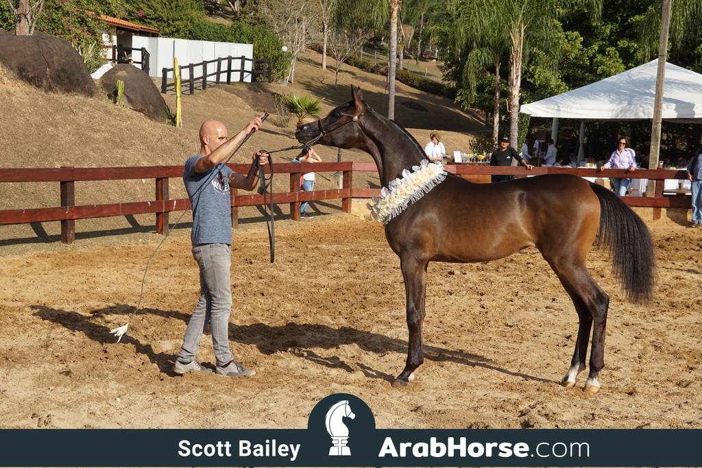 Haras Cruzeiro Open House 2018 Brazil 
