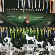Haras HVP Open House 2018 Brazil 