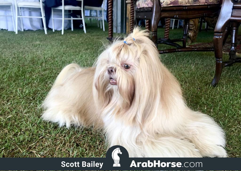 Haras HVP Open House 2018 Brazil 