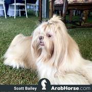 Haras HVP Open House 2018 Brazil 