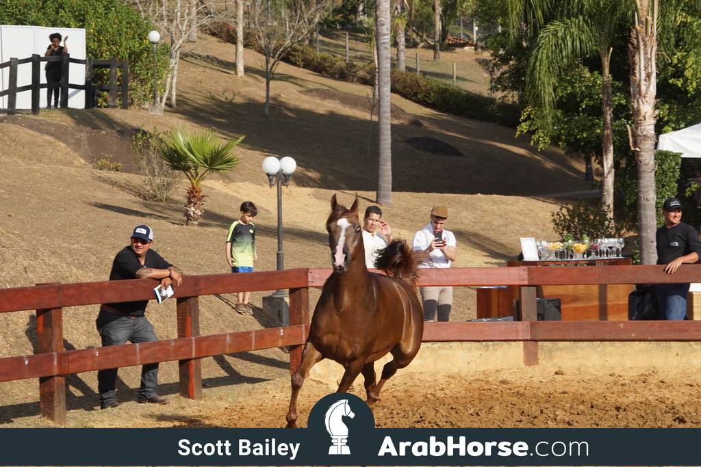 Haras Cruzeiro Open House 2018 Brazil 