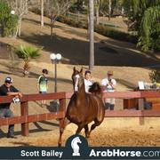 Haras Cruzeiro Open House 2018 Brazil 