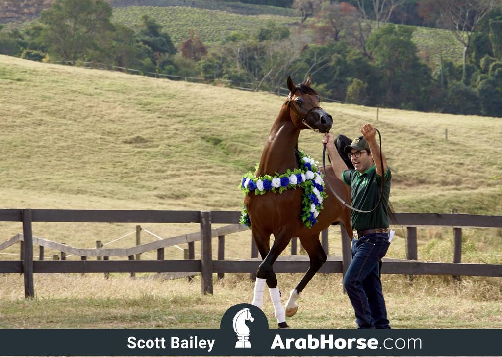 Haras HVP Open House 2018 Brazil 