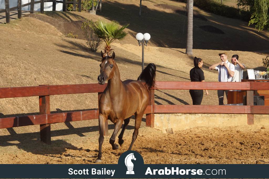 Haras Cruzeiro Open House 2018 Brazil 
