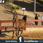 Haras Cruzeiro Open House 2018 Brazil 