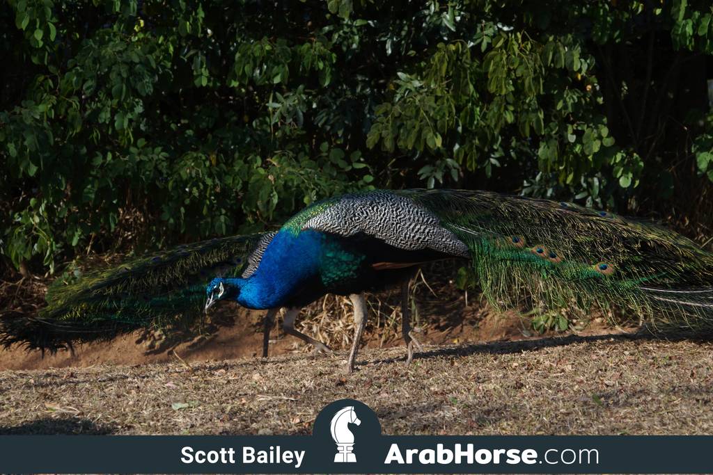 Haras Cruzeiro Open House 2018 Brazil 