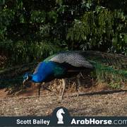 Haras Cruzeiro Open House 2018 Brazil 
