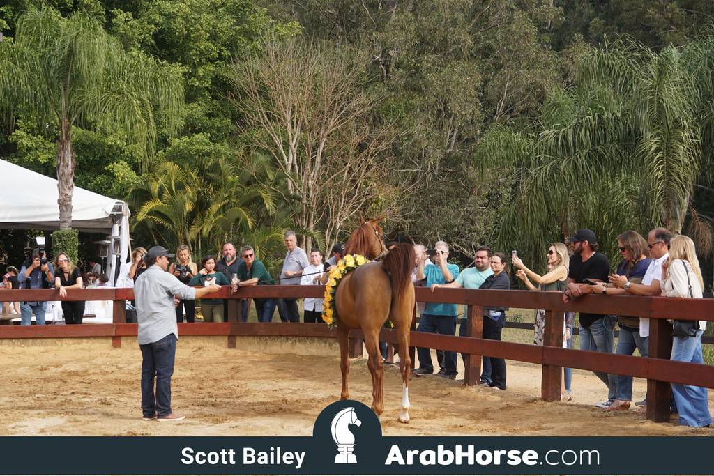 Haras Cruzeiro Open House 2018 Brazil 