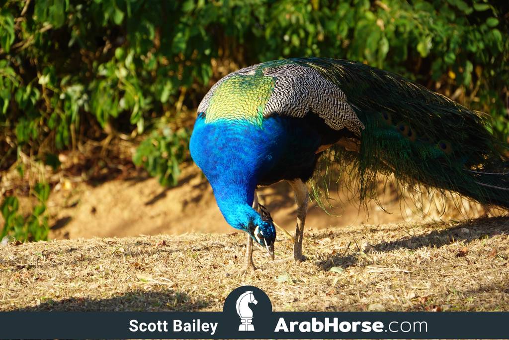 Haras Cruzeiro Open House 2018 Brazil 