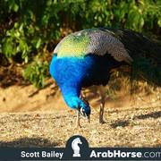 Haras Cruzeiro Open House 2018 Brazil 