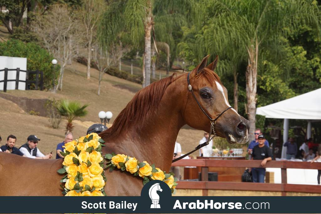 Haras Cruzeiro Open House 2018 Brazil 