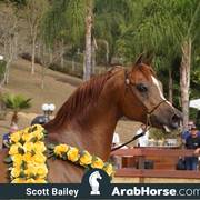 Haras Cruzeiro Open House 2018 Brazil 