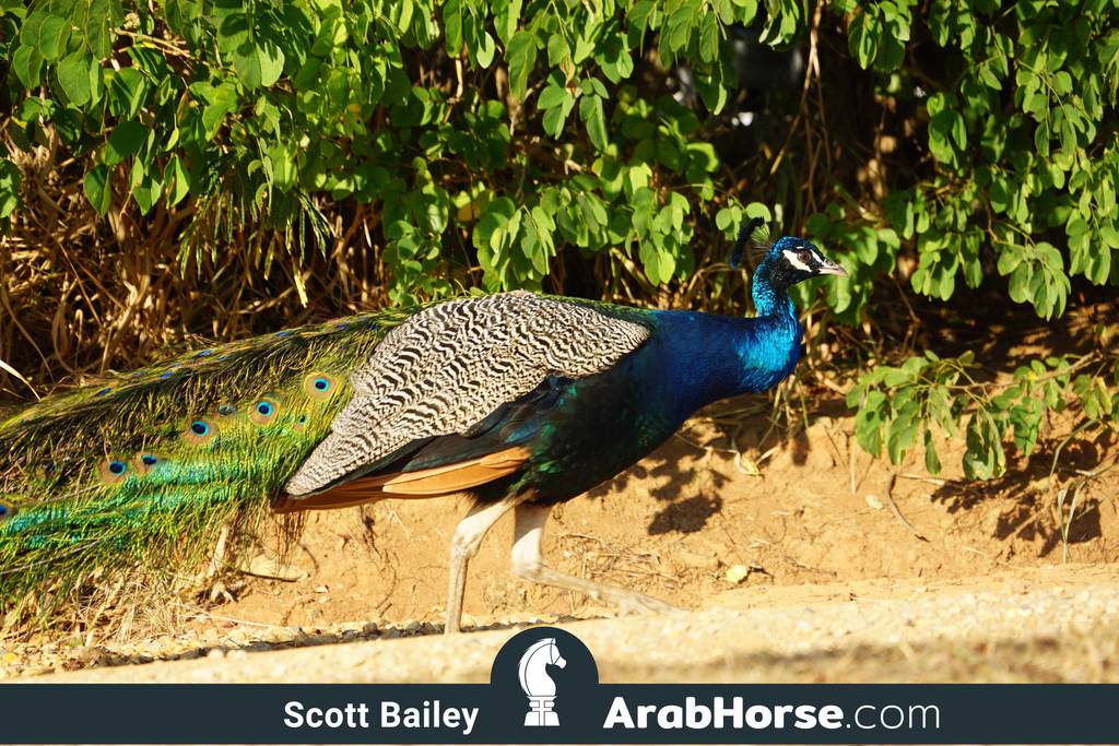 Haras Cruzeiro Open House 2018 Brazil 