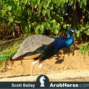 Haras Cruzeiro Open House 2018 Brazil 