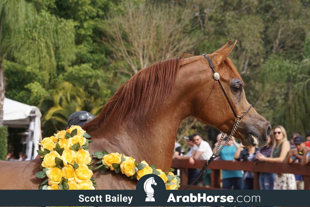 Haras Cruzeiro Open House 2018 Brazil 