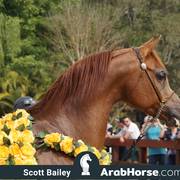 Haras Cruzeiro Open House 2018 Brazil 
