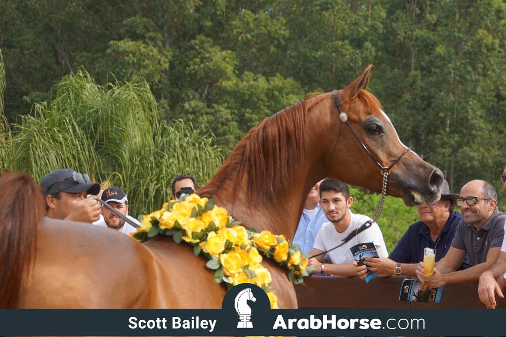 Haras Cruzeiro Open House 2018 Brazil 