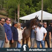 Haras Cruzeiro Open House 2018 Brazil 
