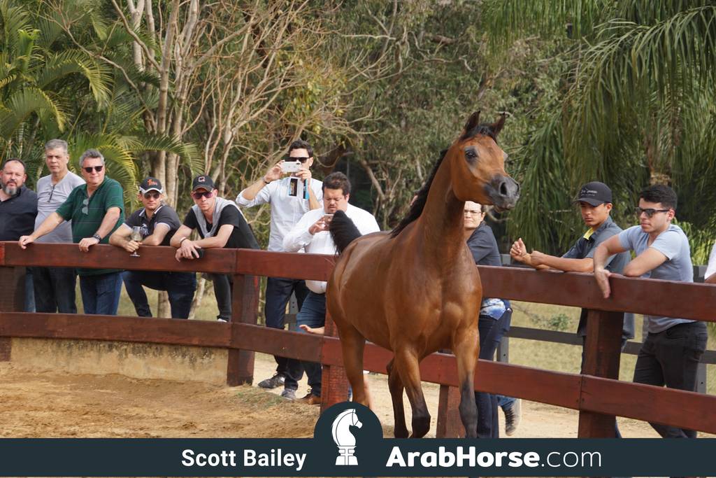 Haras Cruzeiro Open House 2018 Brazil 
