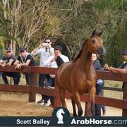 Haras Cruzeiro Open House 2018 Brazil 