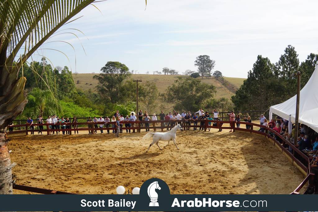 Haras Cruzeiro Open House 2018 Brazil 