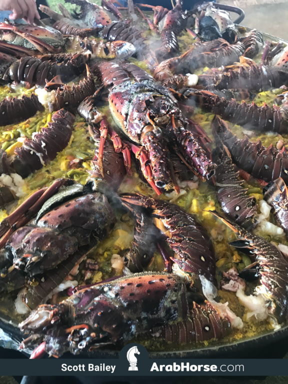 Haras HVP Open House 2018 Brazil 