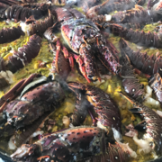 Haras HVP Open House 2018 Brazil 