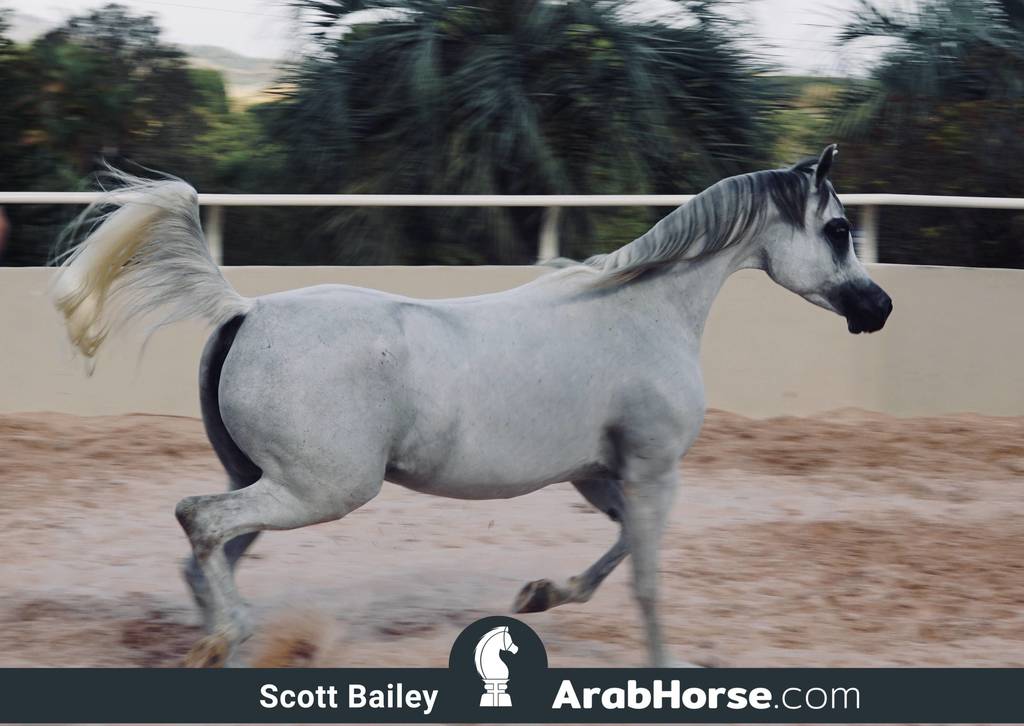 Haras Al Hoscan OPEN HOUSE 2018 BRAZIL