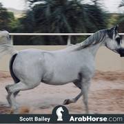 Haras Al Hoscan OPEN HOUSE 2018 BRAZIL