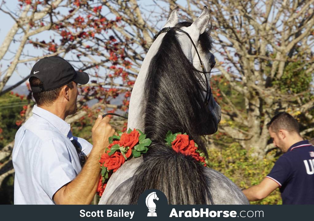 Haras Al Hoscan OPEN HOUSE 2018 BRAZIL