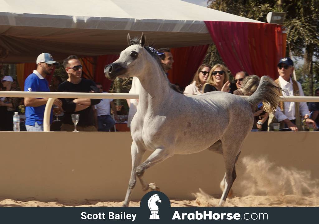 Haras Al Hoscan OPEN HOUSE 2018 BRAZIL