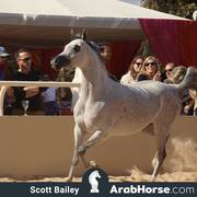 Haras Al Hoscan OPEN HOUSE 2018 BRAZIL