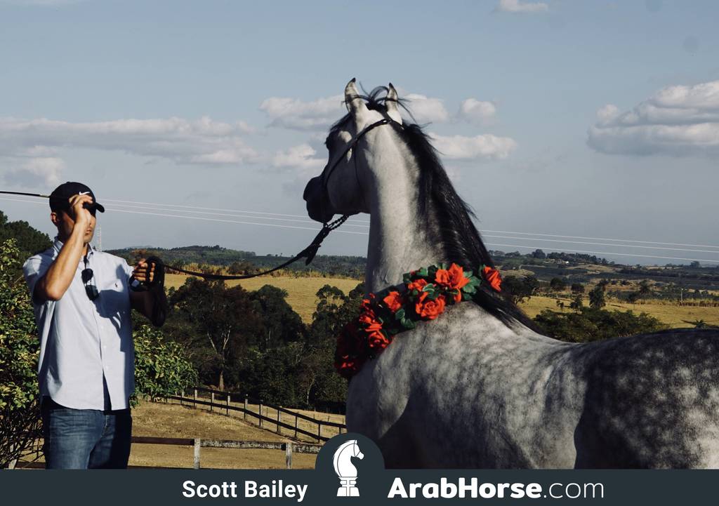 Haras Al Hoscan OPEN HOUSE 2018 BRAZIL
