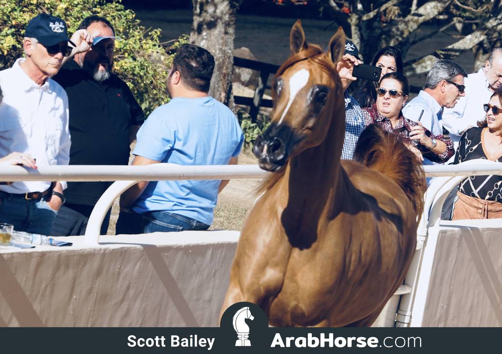 Haras Al Hoscan OPEN HOUSE 2018 BRAZIL