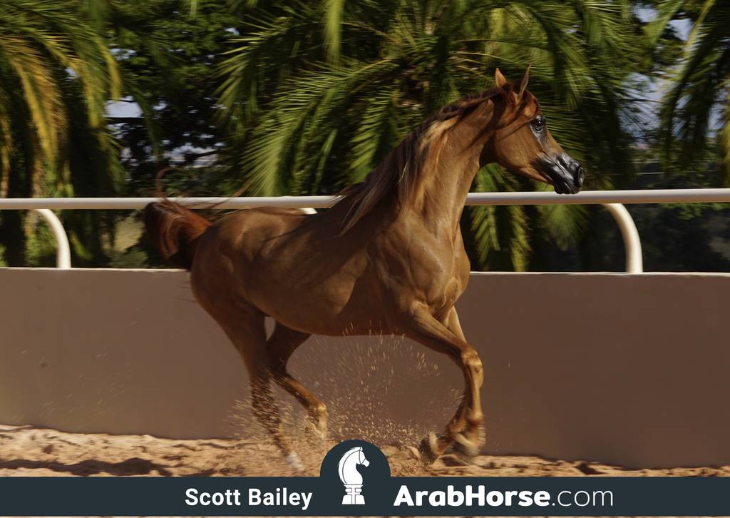 Haras Al Hoscan OPEN HOUSE 2018 BRAZIL