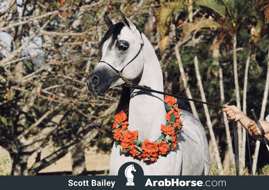 Haras Al Hoscan OPEN HOUSE 2018 BRAZIL