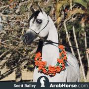 Haras Al Hoscan OPEN HOUSE 2018 BRAZIL